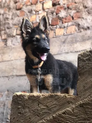 1-3 months Male Purebred German Shepherd