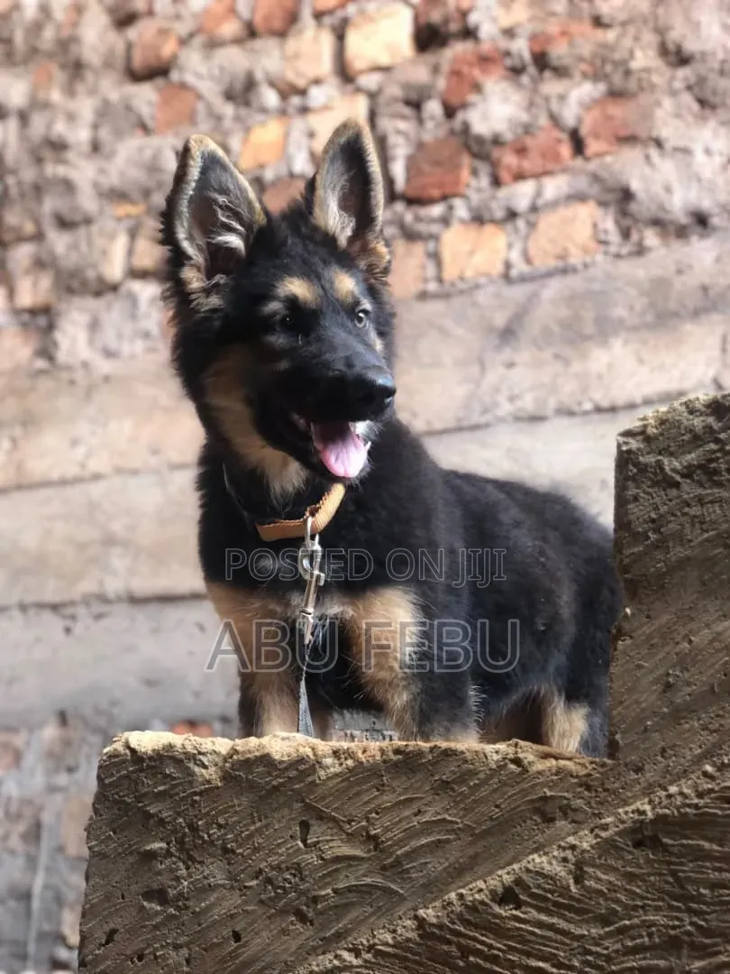 1-3 months Male Purebred German Shepherd