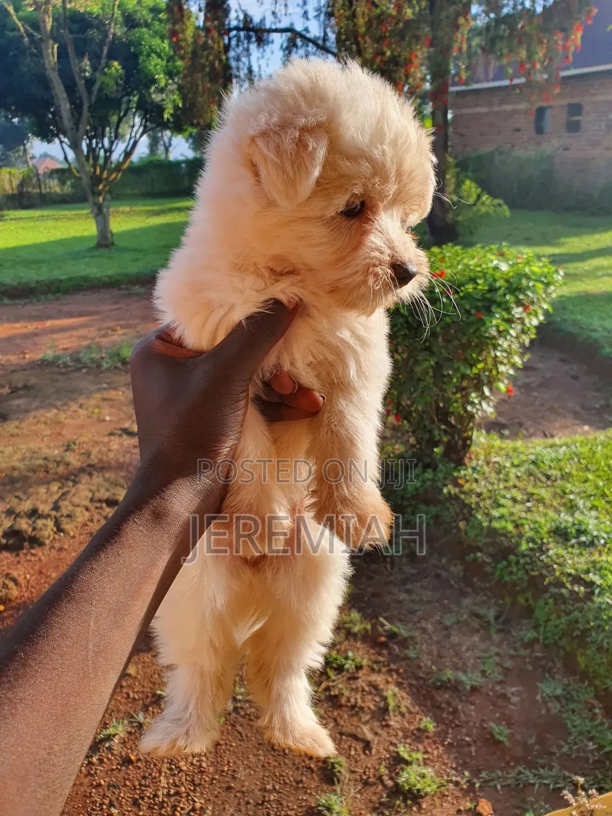 1-3 months Female Purebred Maltese