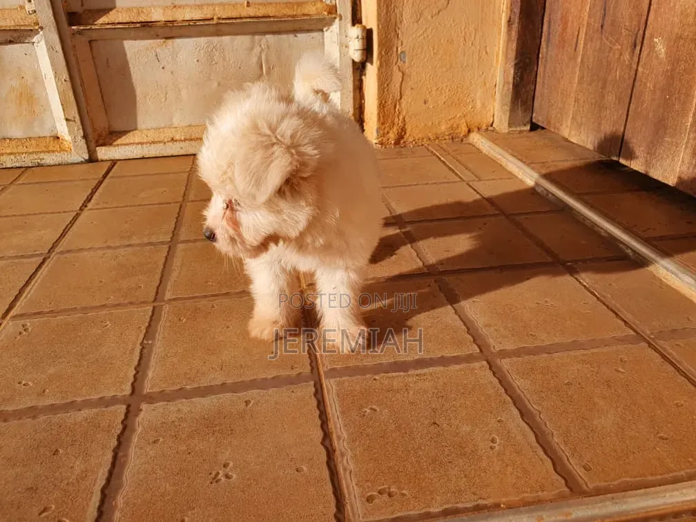 1-3 months Female Purebred Maltese
