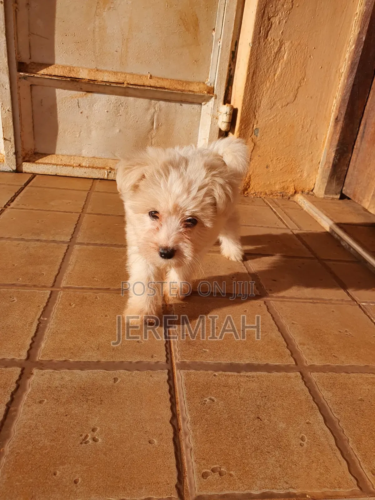 1-3 months Female Purebred Maltese