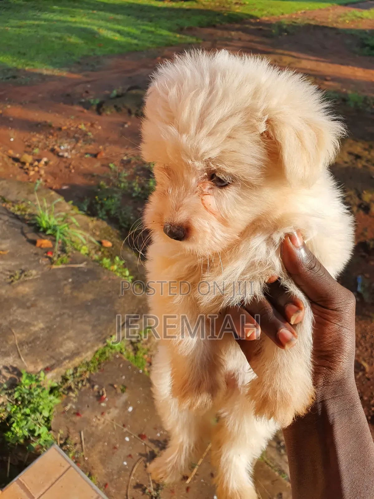 1-3 months Female Purebred Maltese