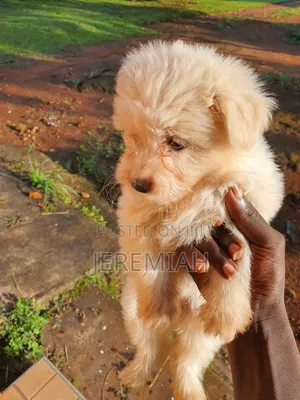 1-3 months Female Purebred Maltese