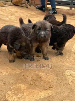 1-3 months Male Purebred German Shepherd