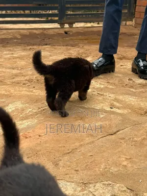 1-3 months Male Purebred German Shepherd