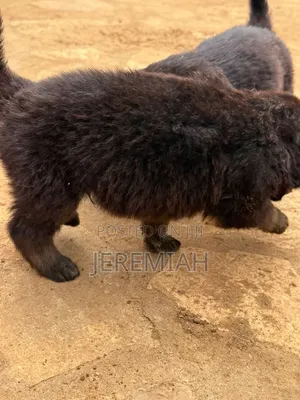 1-3 months Male Purebred German Shepherd