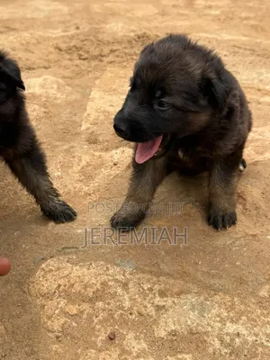 1-3 months Male Purebred German Shepherd