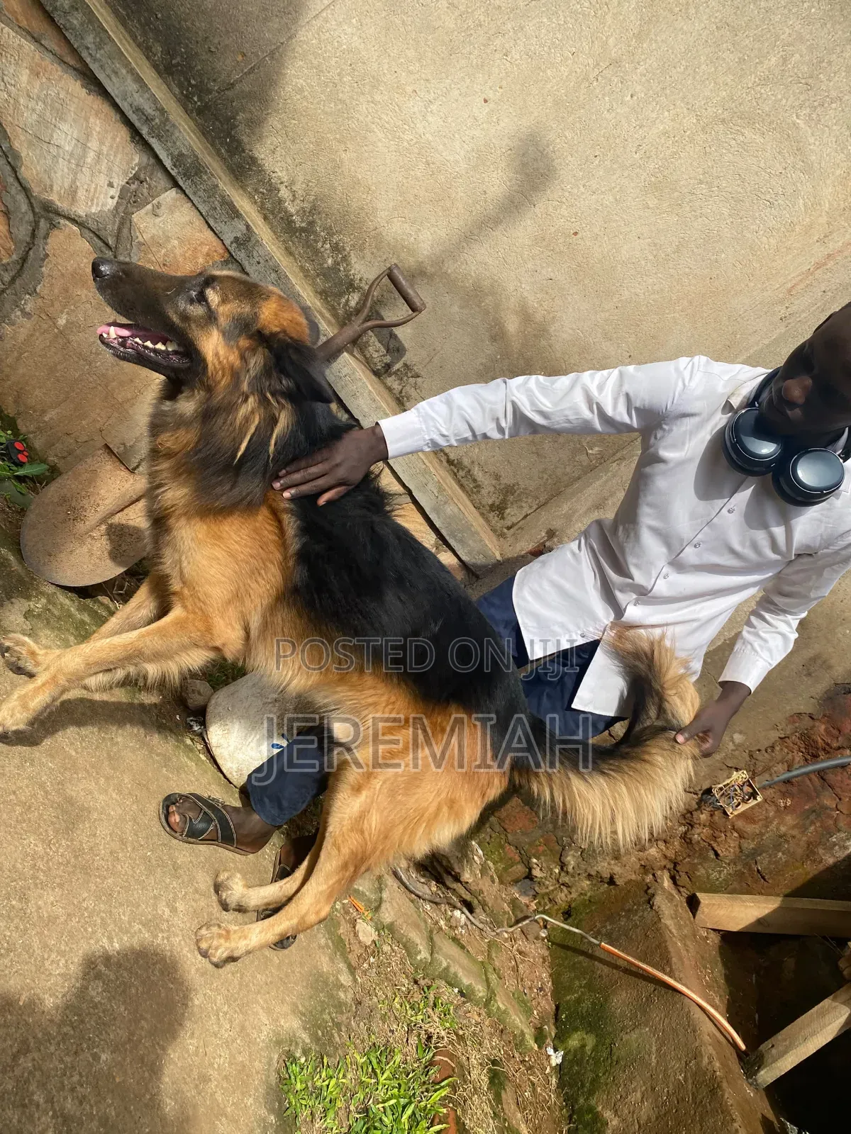 1-3 months Male Purebred German Shepherd