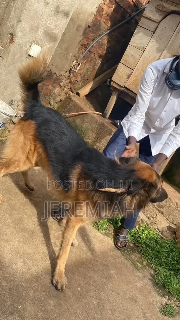 1-3 months Male Purebred German Shepherd