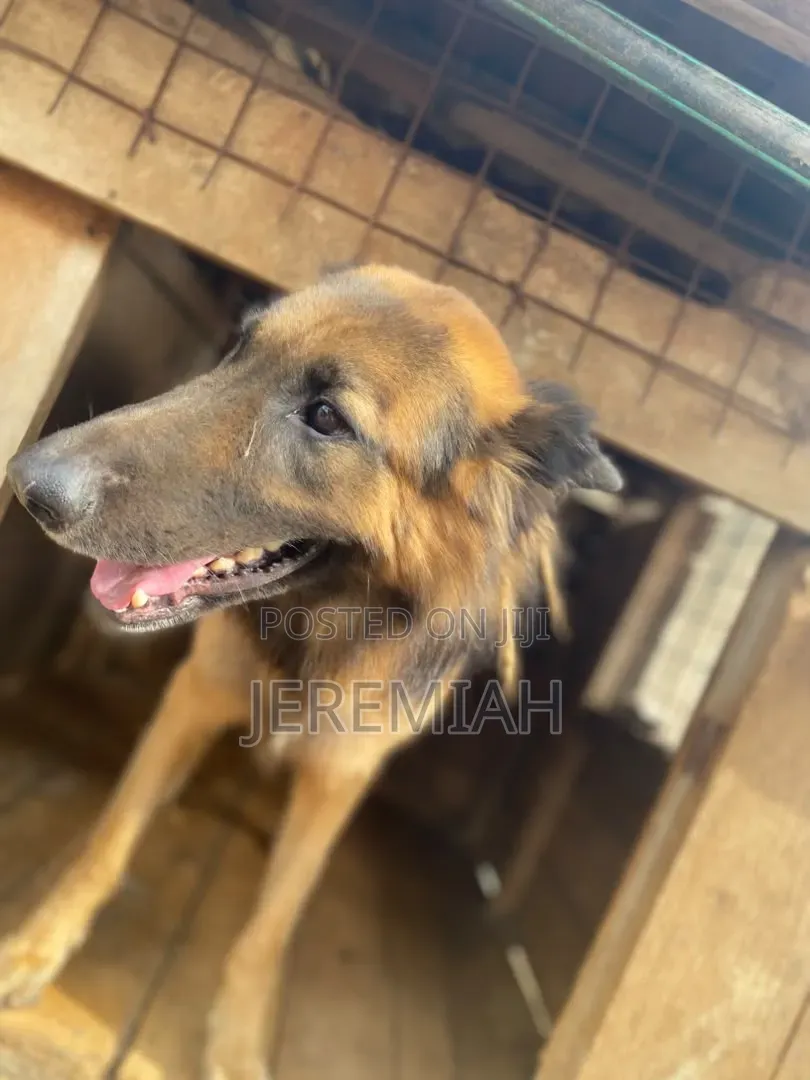 1-3 months Male Purebred German Shepherd