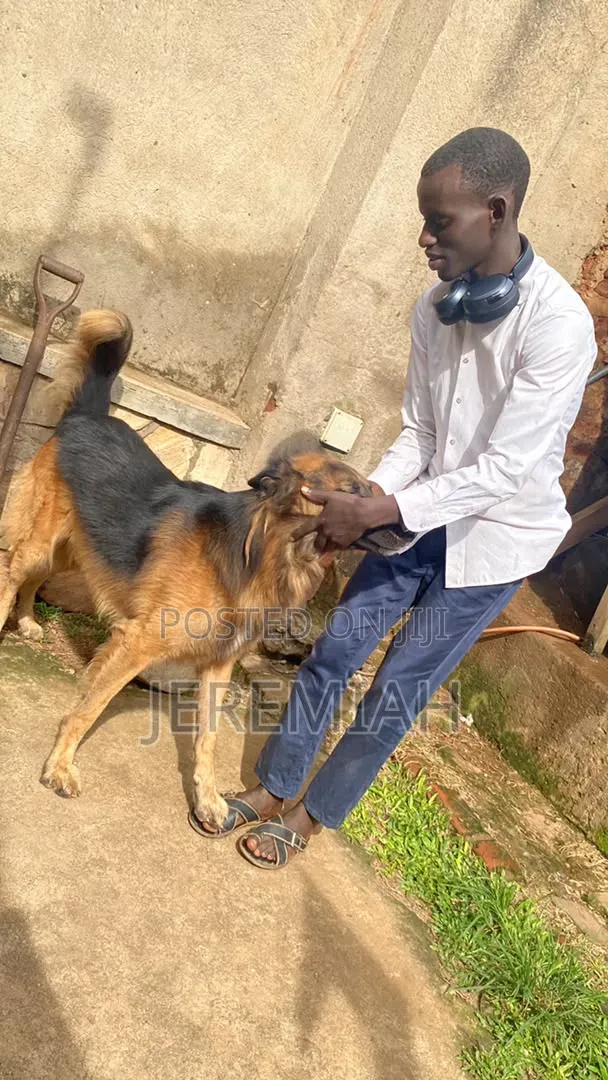 1-3 months Male Purebred German Shepherd
