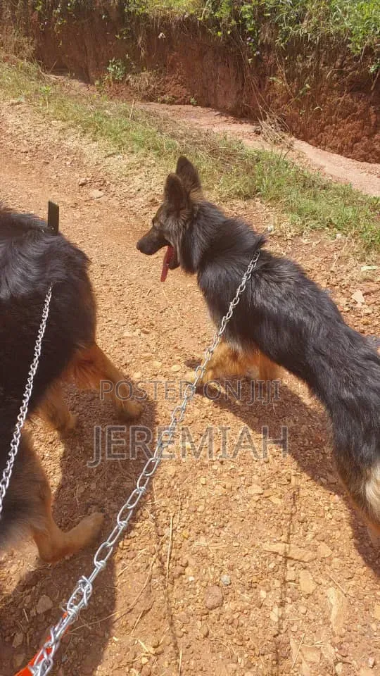 1-3 months Male Purebred German Shepherd