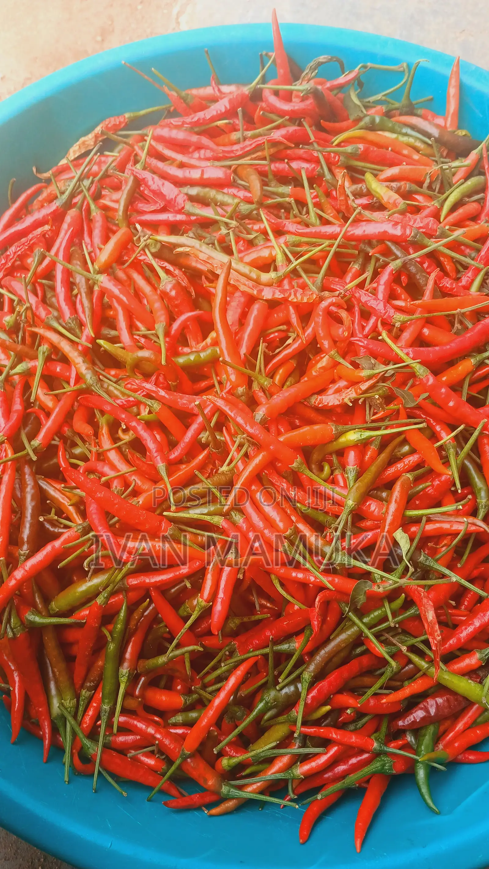 Red and Green Chillies