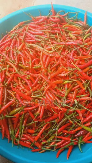 Red and Green Chillies