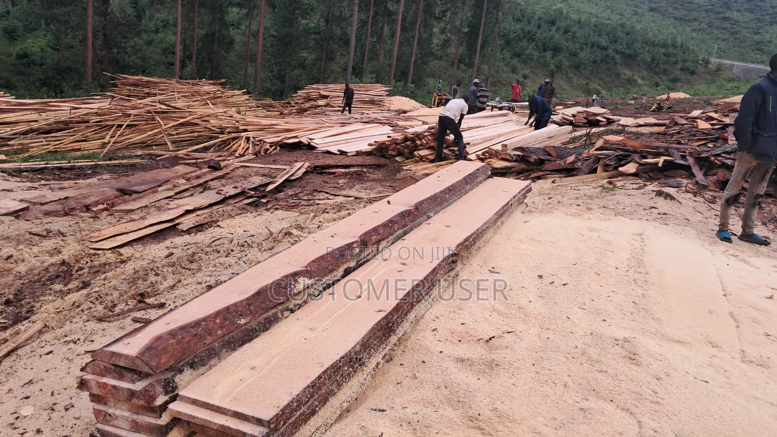 Pine Wood Timber