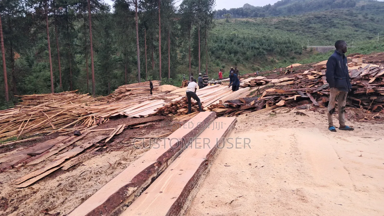 Pine Wood Timber