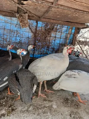 Guinea Fowls Available for Sale
