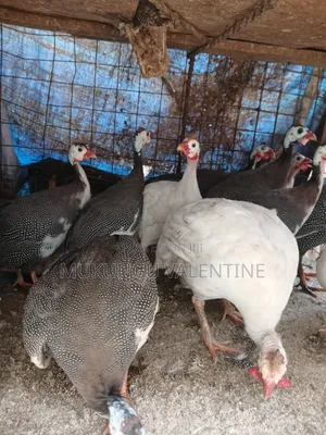 Guinea Fowls Available for Sale