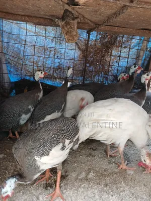 Guinea Fowls Available for Sale