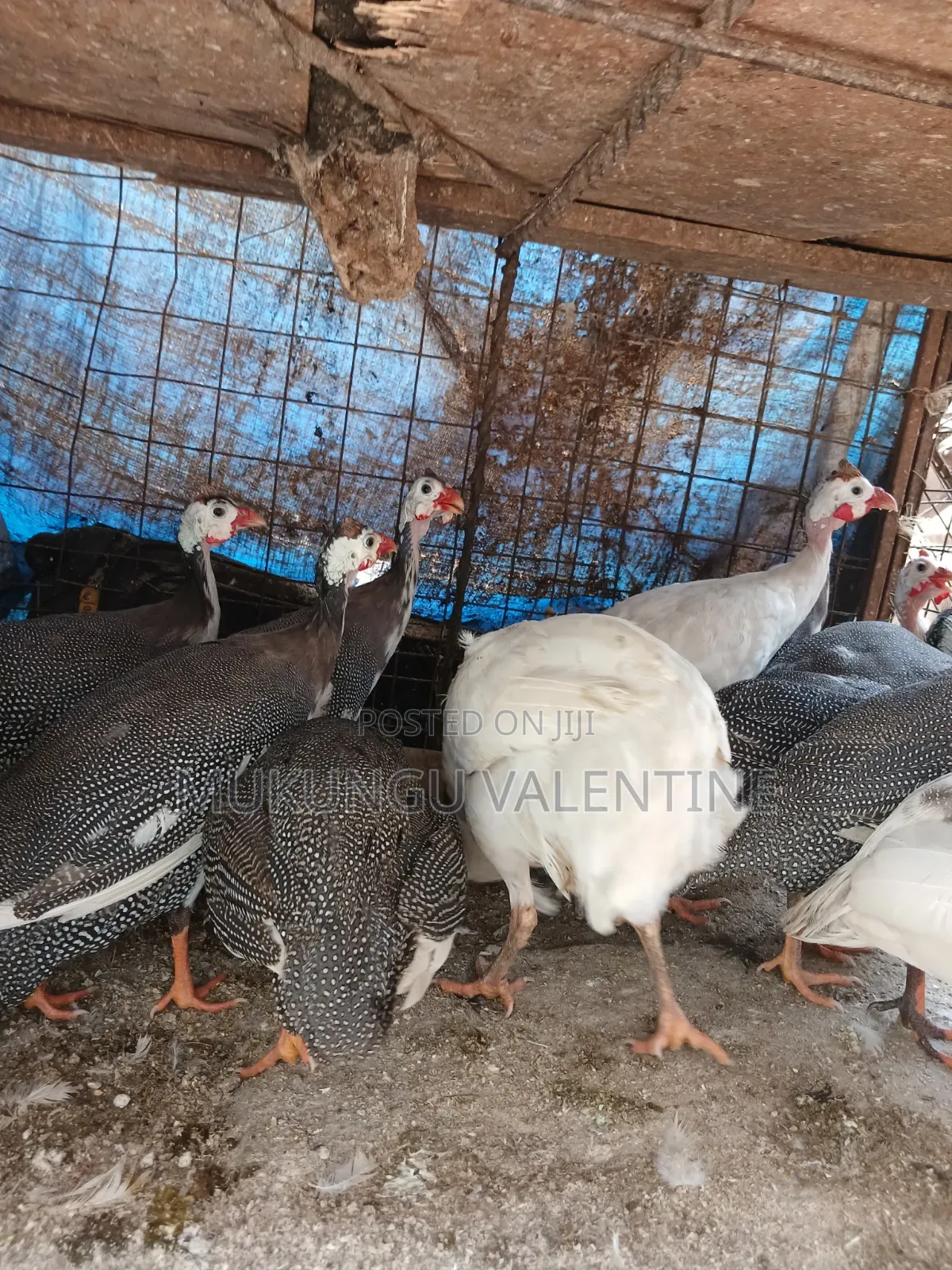 Guinea Fowls Available for Sale