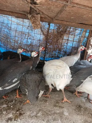 Guinea Fowls Available for Sale