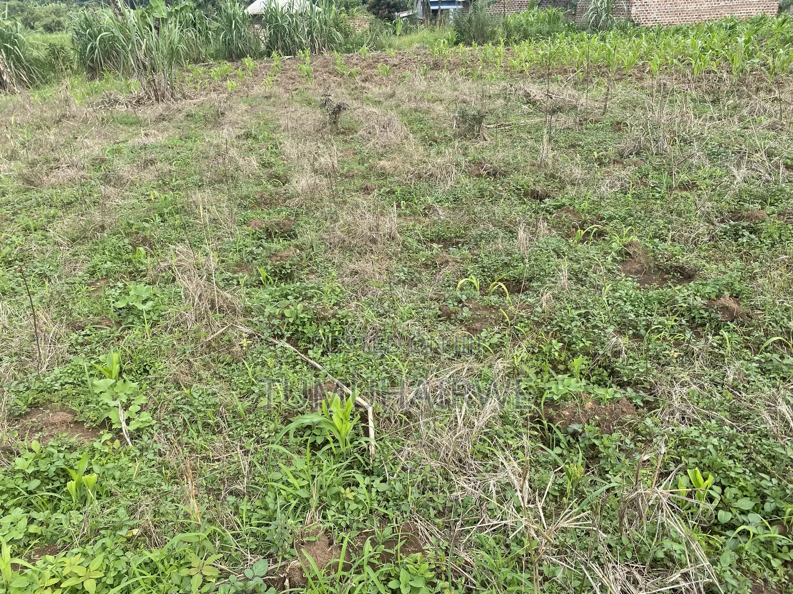 Titled Land for Sell in Matugga Mabanda