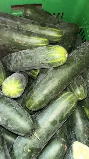 Slicer Cucumber