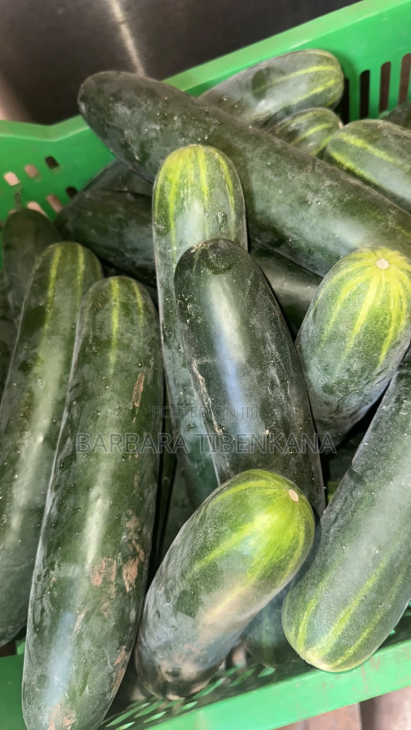 Slicer Cucumber
