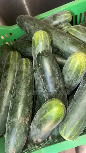 Slicer Cucumber
