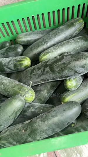 Slicer Cucumber