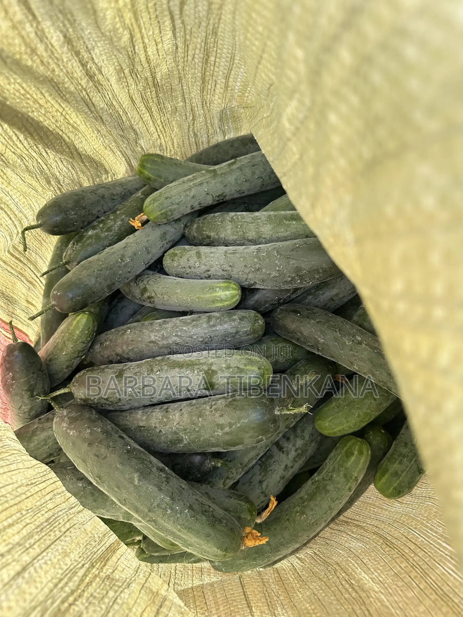 Slicer Cucumber