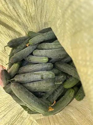 Slicer Cucumber