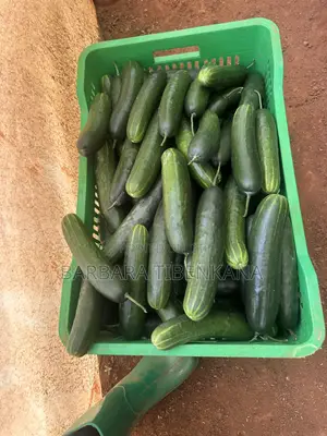 Slicer Cucumber