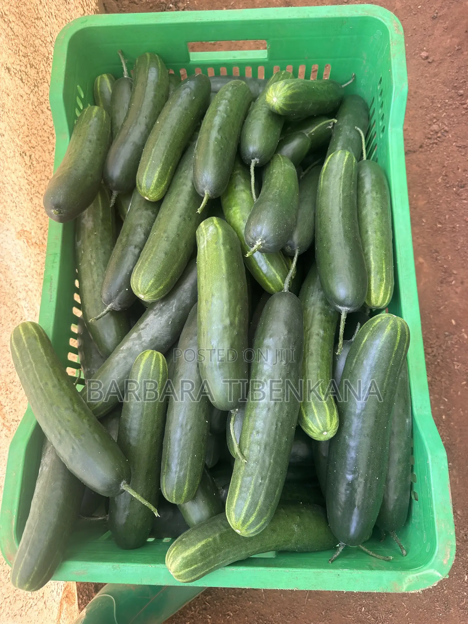 Slicer Cucumber