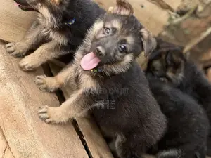 1-3 months Male Purebred German Shepherd