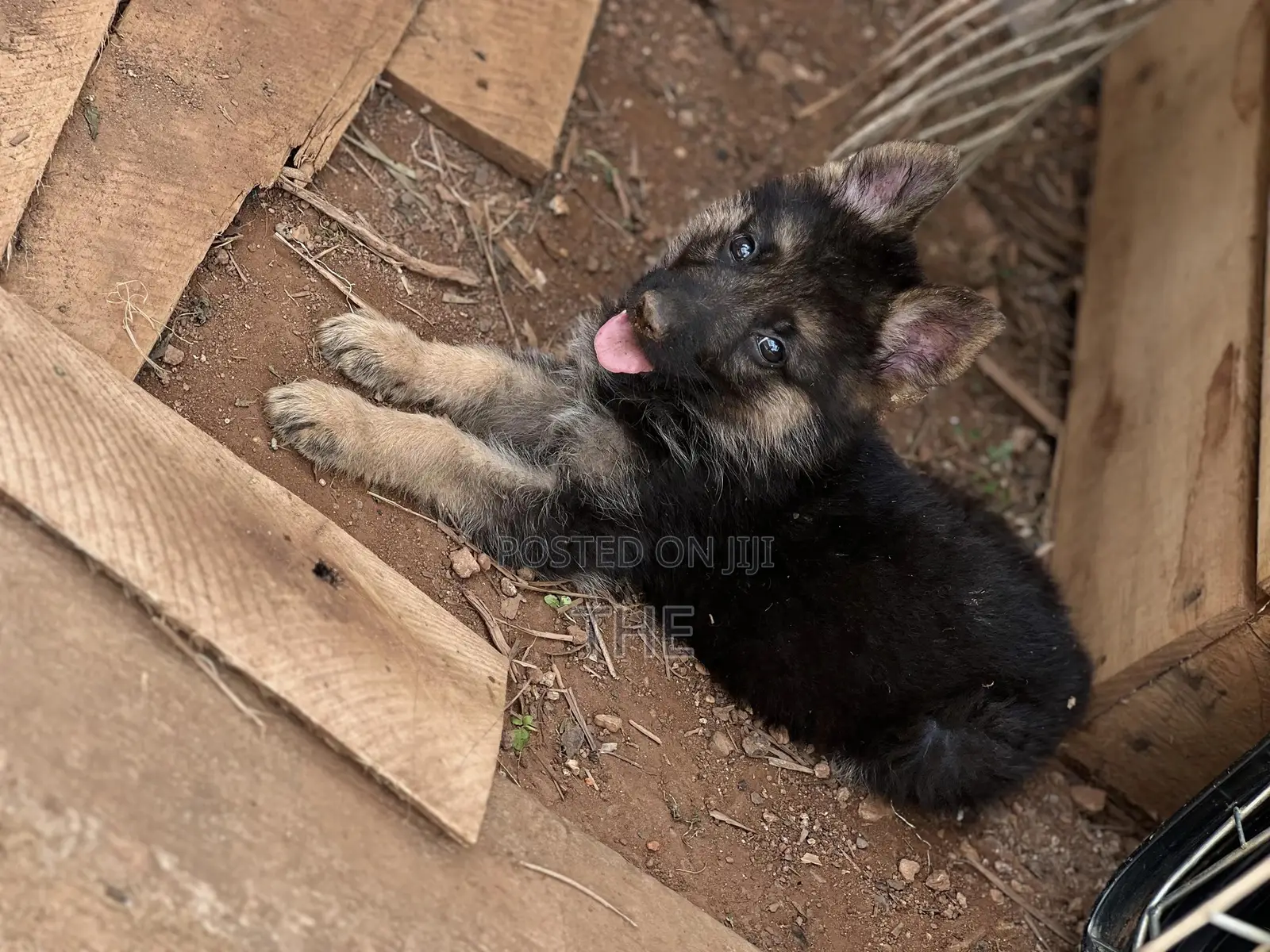 1-3 months Male Purebred German Shepherd