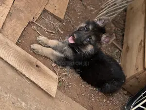 1-3 months Male Purebred German Shepherd