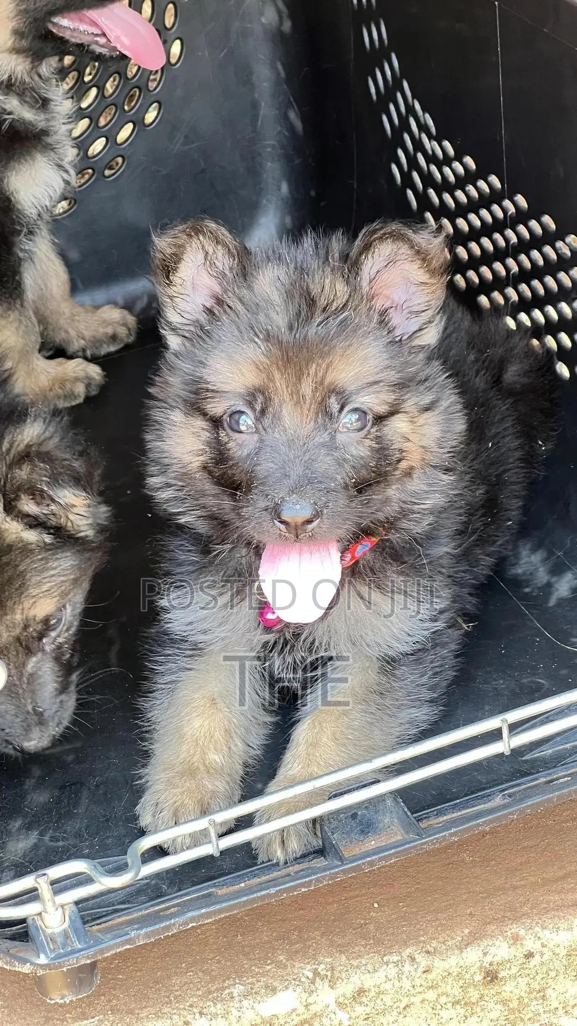 1-3 months Male Purebred German Shepherd