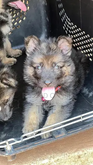 1-3 months Male Purebred German Shepherd