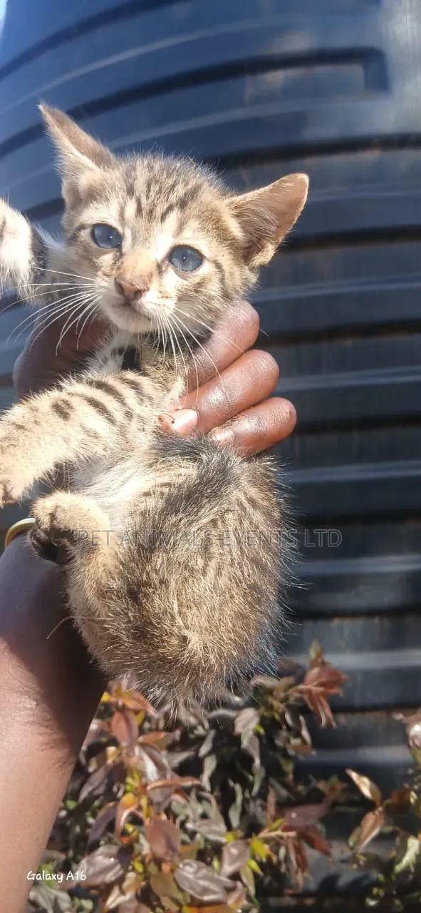 1-3 months Male Mixed Breed Cat