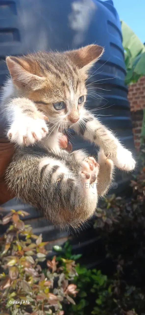 1-3 months Male Mixed Breed Cat