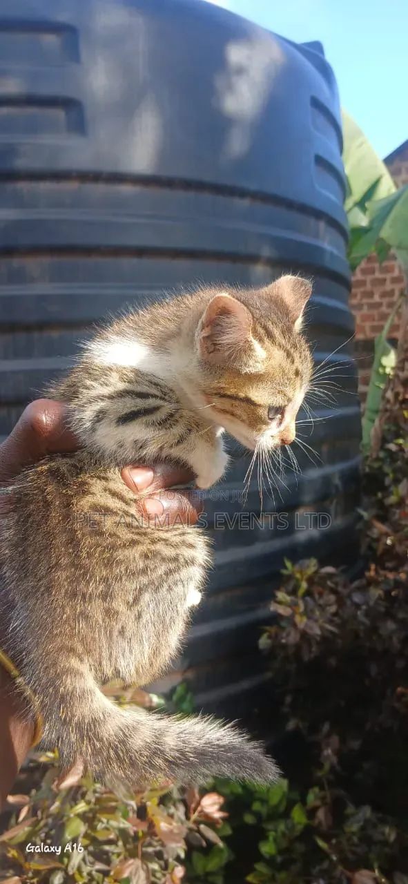 1-3 months Male Mixed Breed Cat