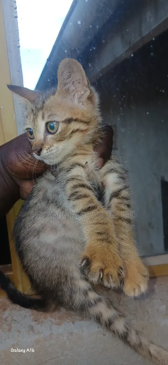 1-3 months Male Mixed Breed Cat