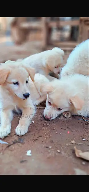 3-6 months Female Purebred Japanese Spitz