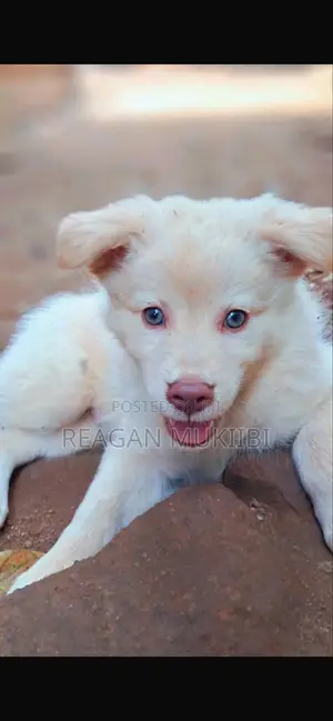 3-6 months Female Purebred Japanese Spitz