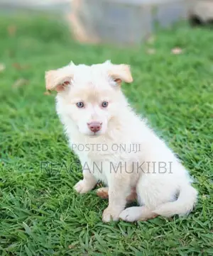 1-3 months Female Purebred Japanese Spitz