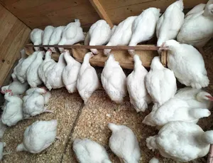 2kgs Hubbard Broiler Hens for Sell