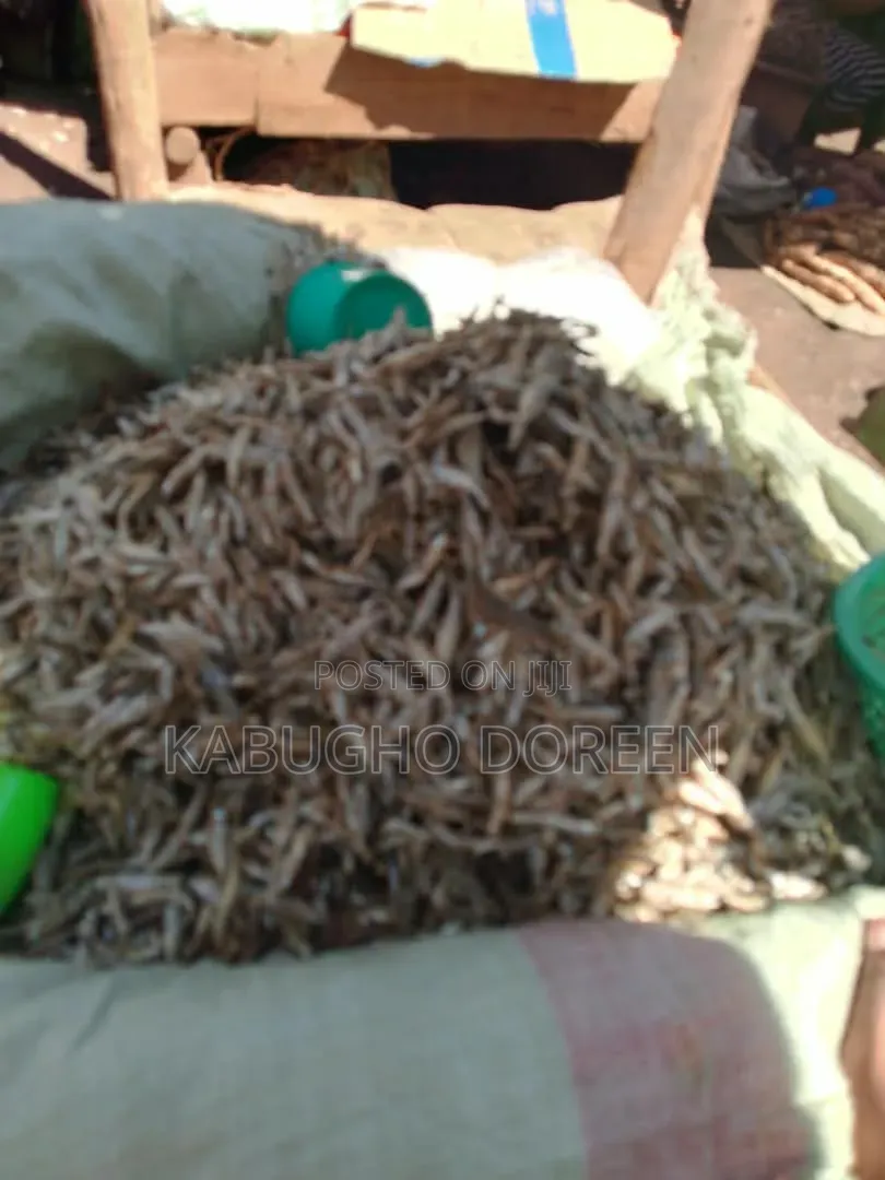 FreshClean Silver Fish That Is Very Healthy to Your Health and Very Ok