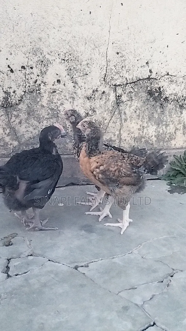 1 Month Old Brooded Chicks