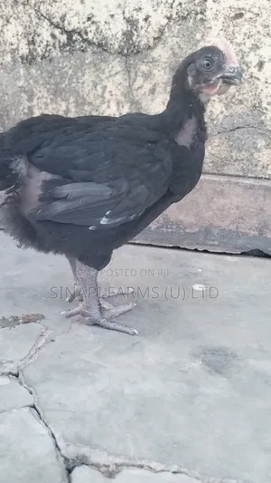 1 Month Old Brooded Chicks